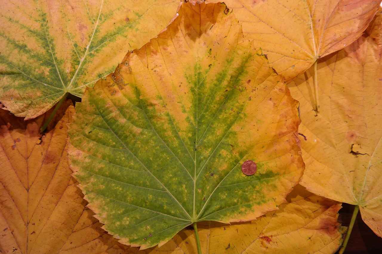 Apple Smart Watch vs. Android Smart Watch: Which One Should You Buy? 1 Understanding Smartwatch Ecosystems