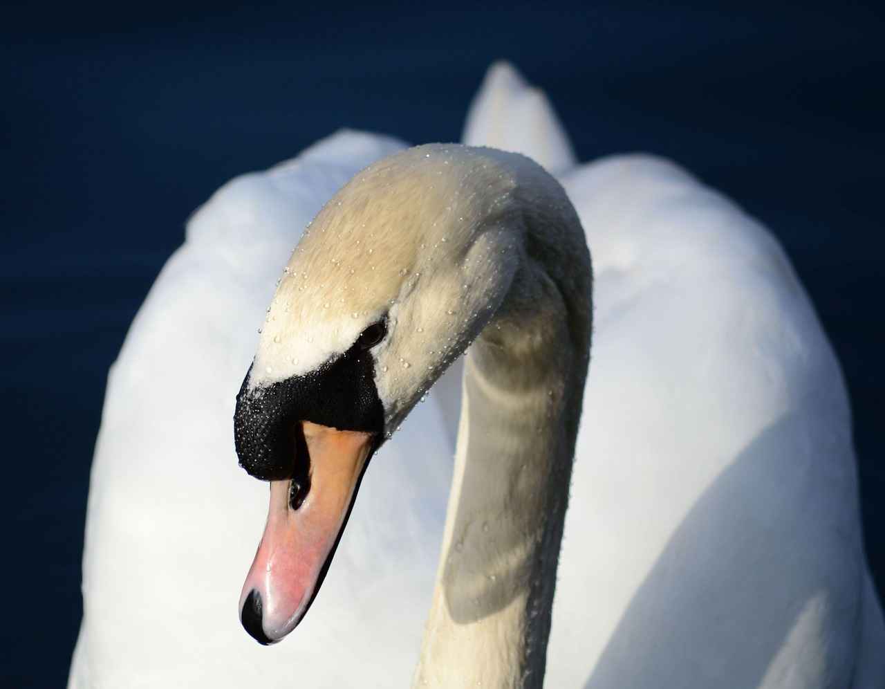 Best Waterproof Smartwatches for Swimming and Diving 3 Best Smartwatches for Diving