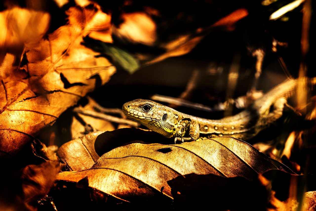 Key Features of Fossil Smart Watches