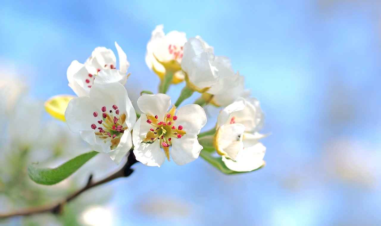 Benefits of Apple Smart Watches for Older Adults
